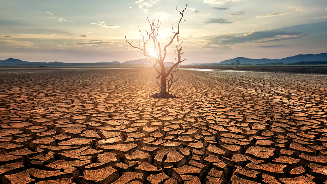 A large area of dry land with a tree with no leaves on it.