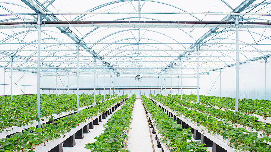 A large greenhouse where a farmer can grow food all year round, or on a huge farm.