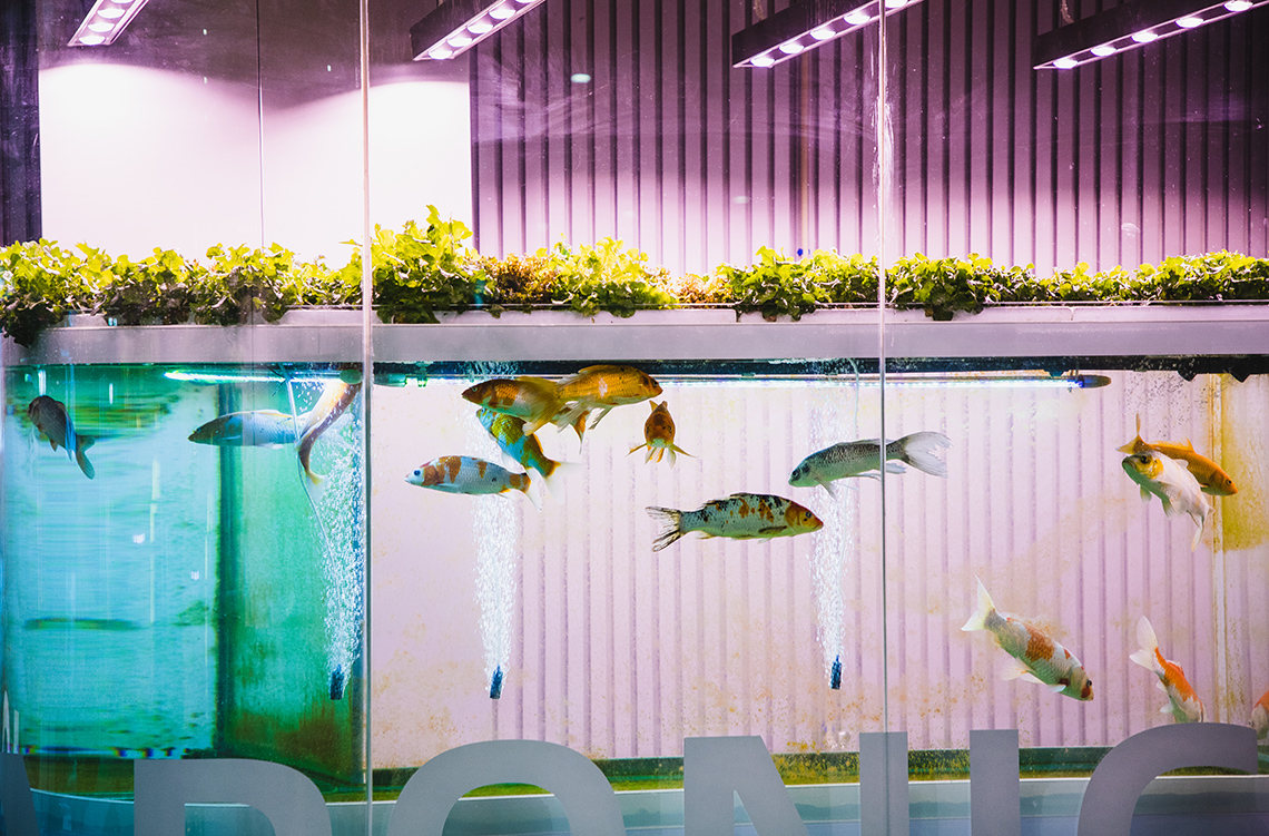 Leafy greens grow on top of a fish tank full of fish.