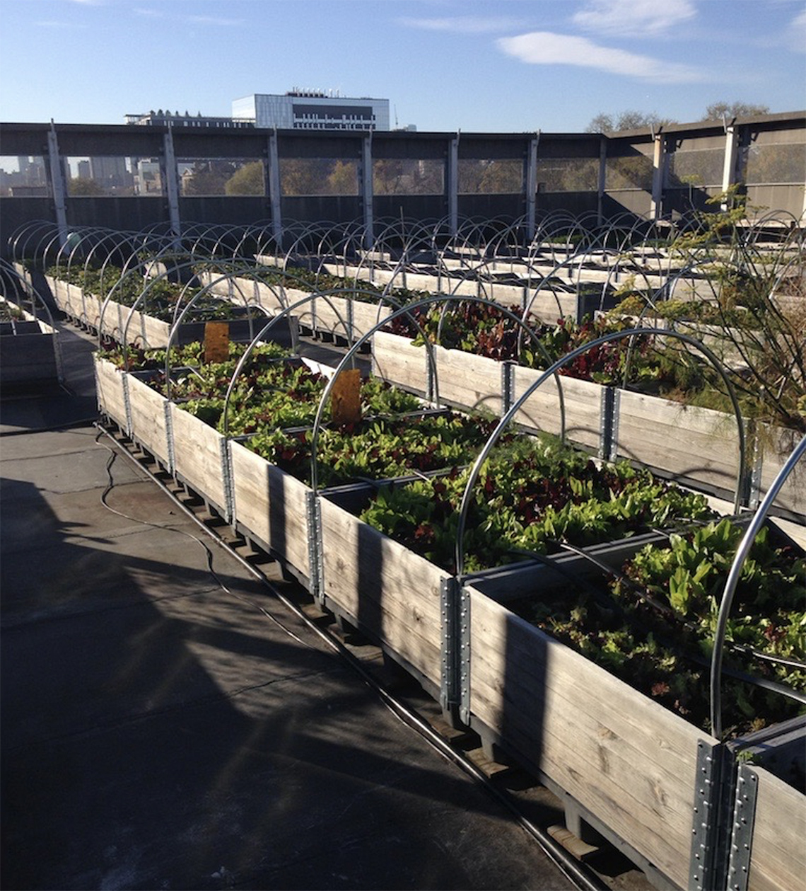 A greenhouse and containers with growing plants.