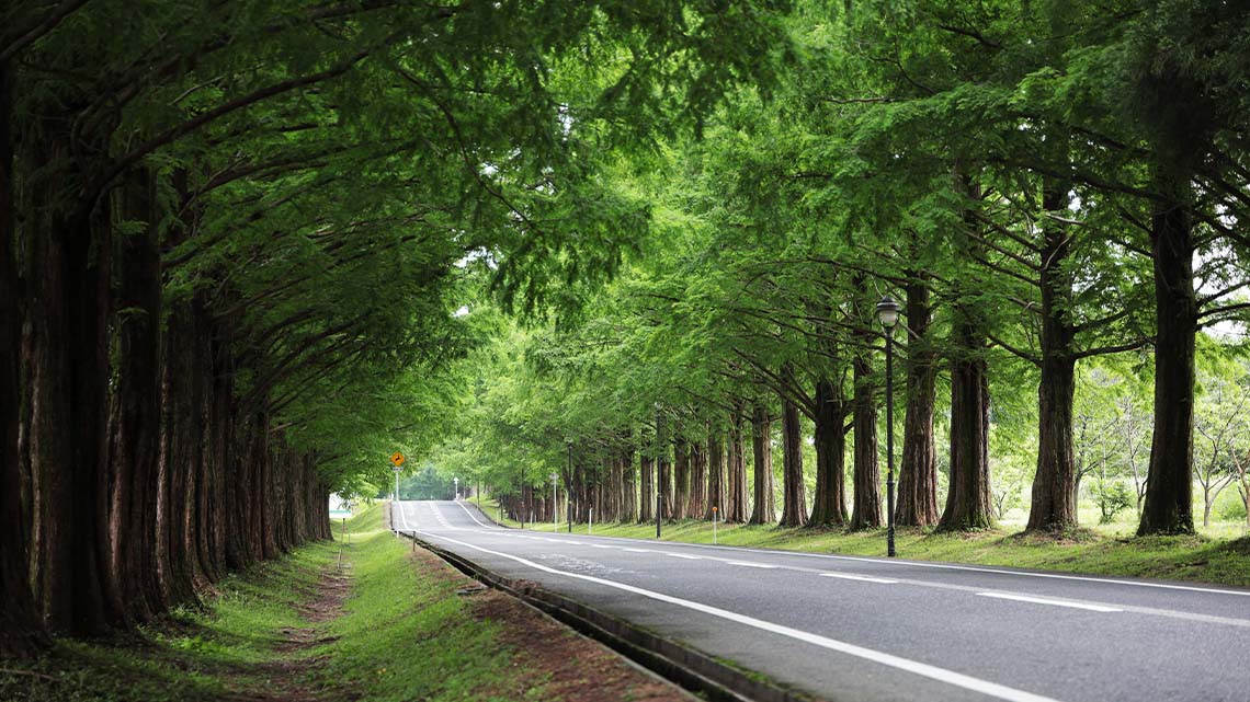 Windbreak Metasequoia Trees lining a paved road.