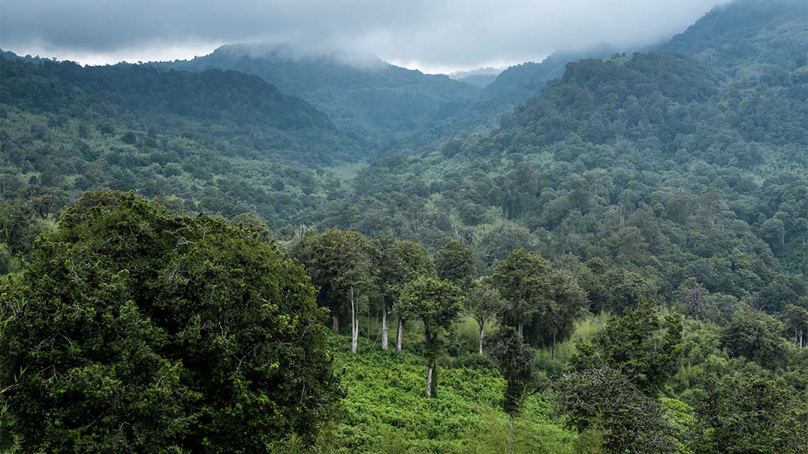 A lush rainforest that covers many hills.