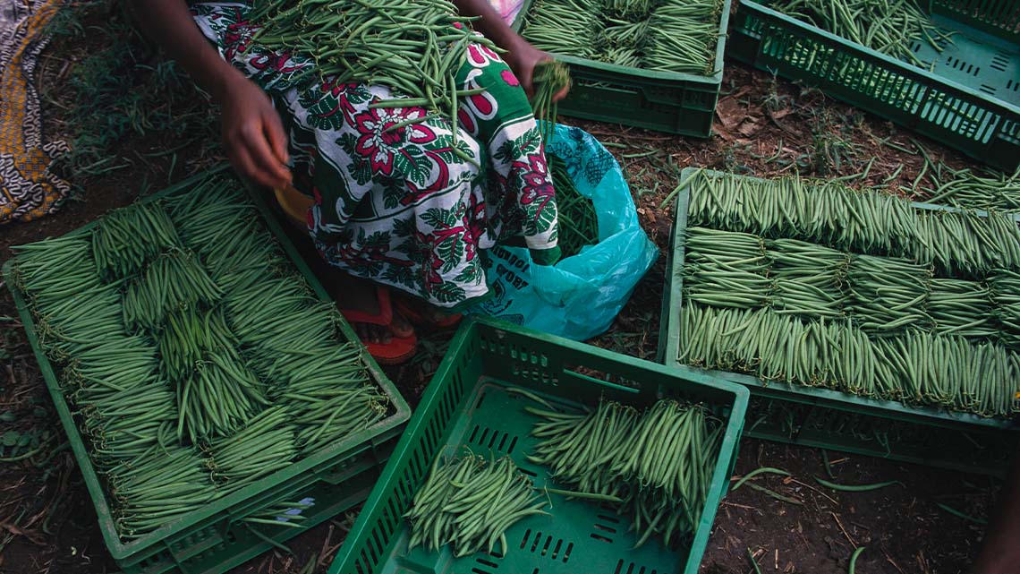 A person sorting and organizing green beans into crates.