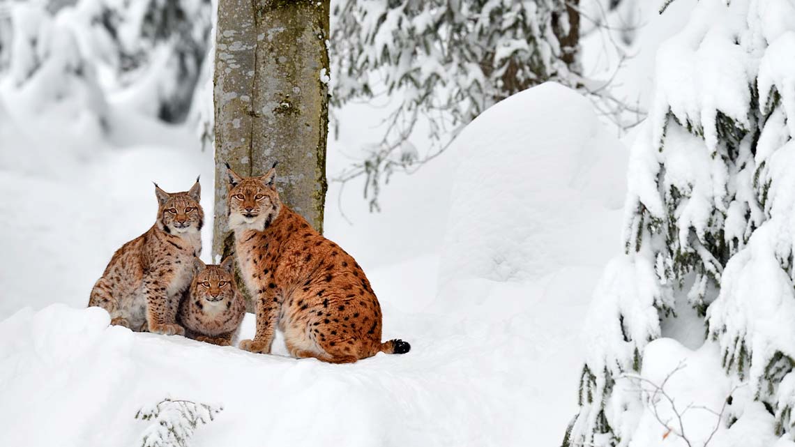 A group of three lynx gather beside a tree trunk in a snow-covered forest.