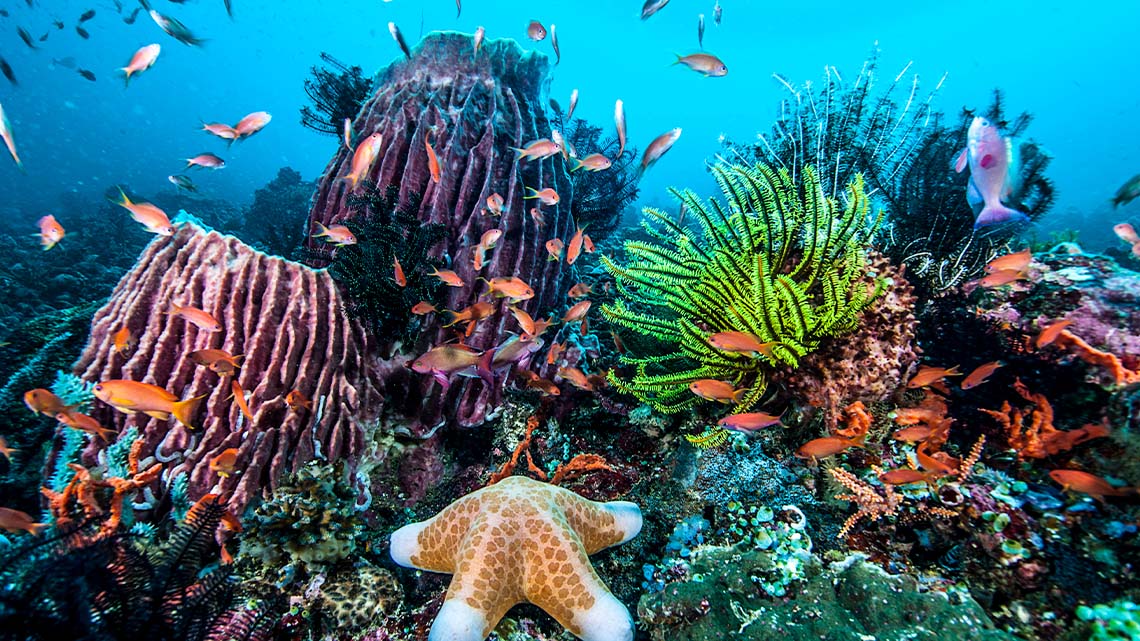 A coral reef with a starfish on the sea floor surrounded by swimming schools of fish.