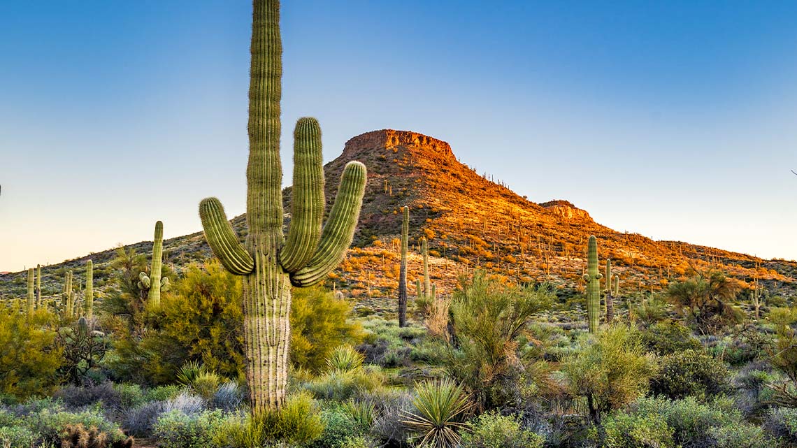 A field in the dessert filled with cacti, dry shrubbery and a mountain in the background. 