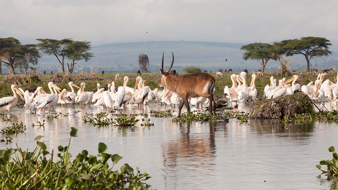 A waterbuck wades through shallow water between a flock of storks and aquatic floating plants.