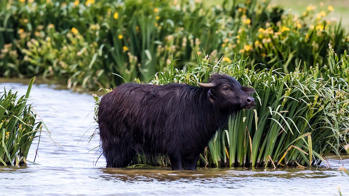 A water buffalo standing in the water.