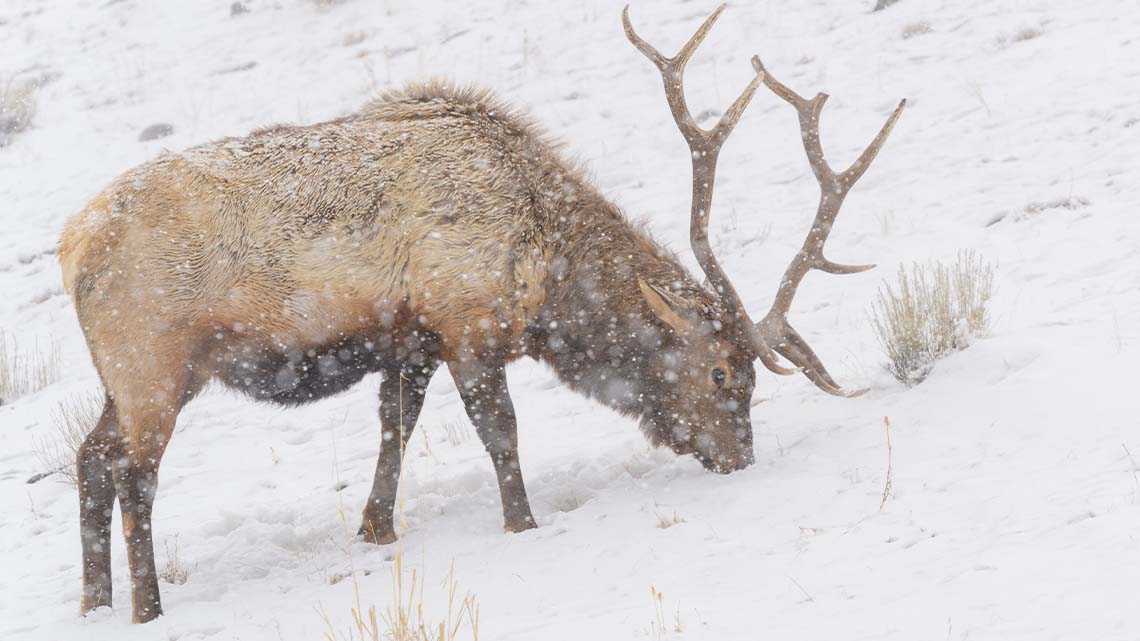 An elk standing in the snow.