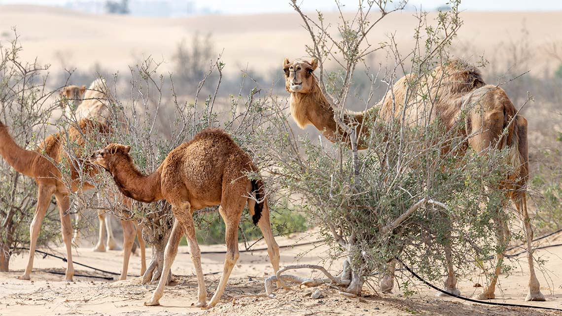 Four camels walking through a desert.