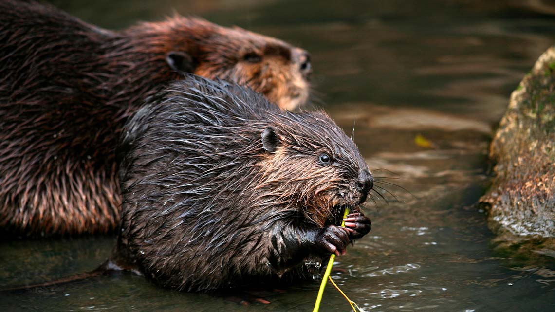 A beaver chewing on a stick.