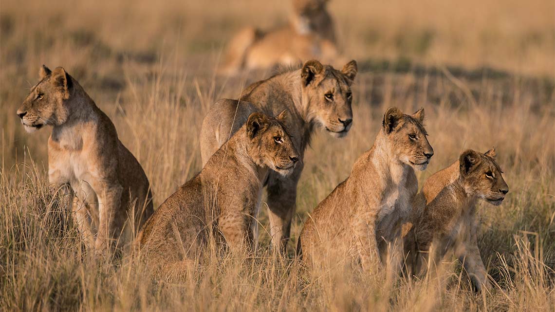 A pride of lions sitting in the tall grass.