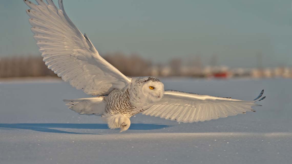 A snowy owl with their wings straight out coming to land on the snow.