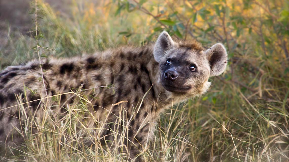 A hyena looking behind them in the tall grass.