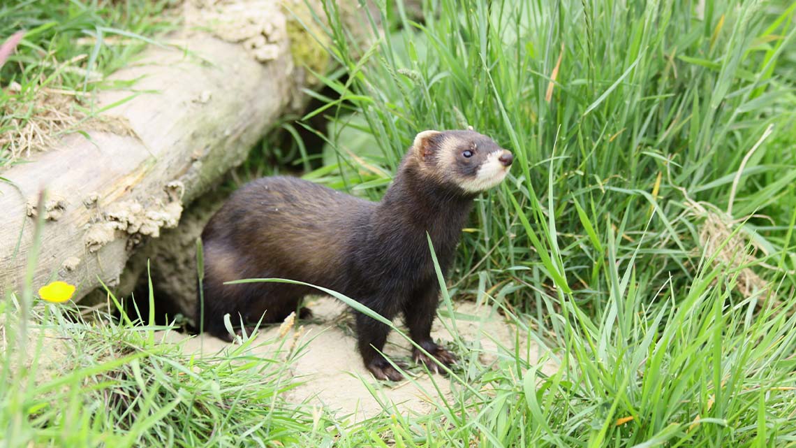 A ferret coming out of their burrow under a log.