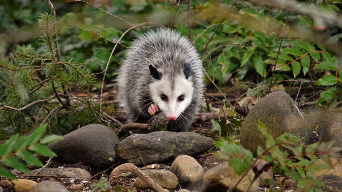 An opossum walking along a rocky ground.