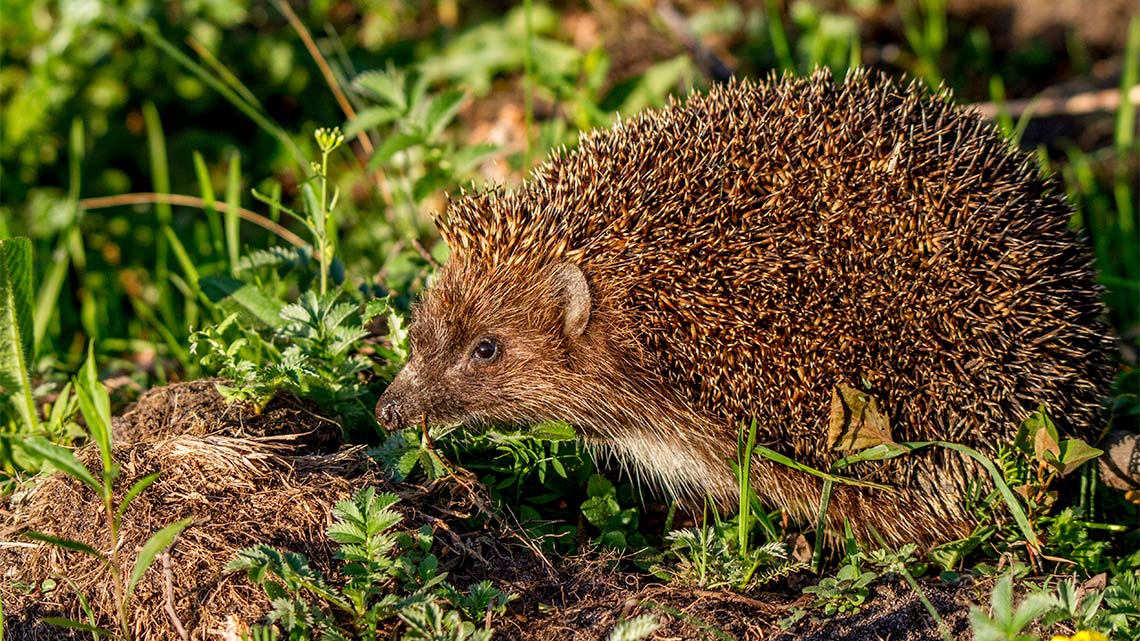 A hedgehog standing in the grass.