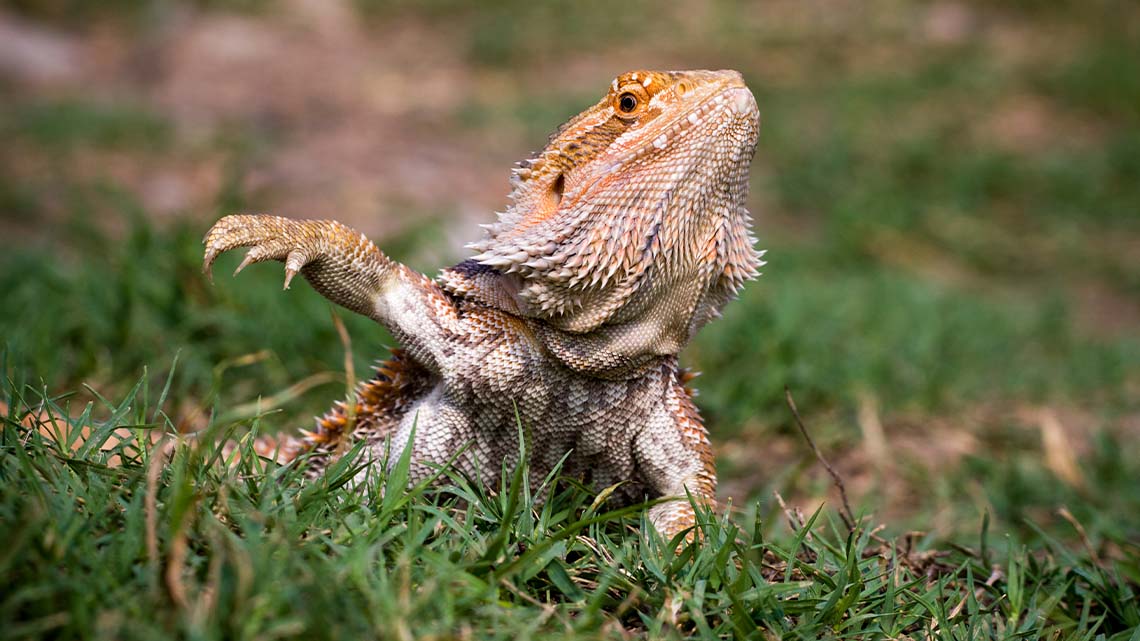 A bearded dragon walking along the grass.