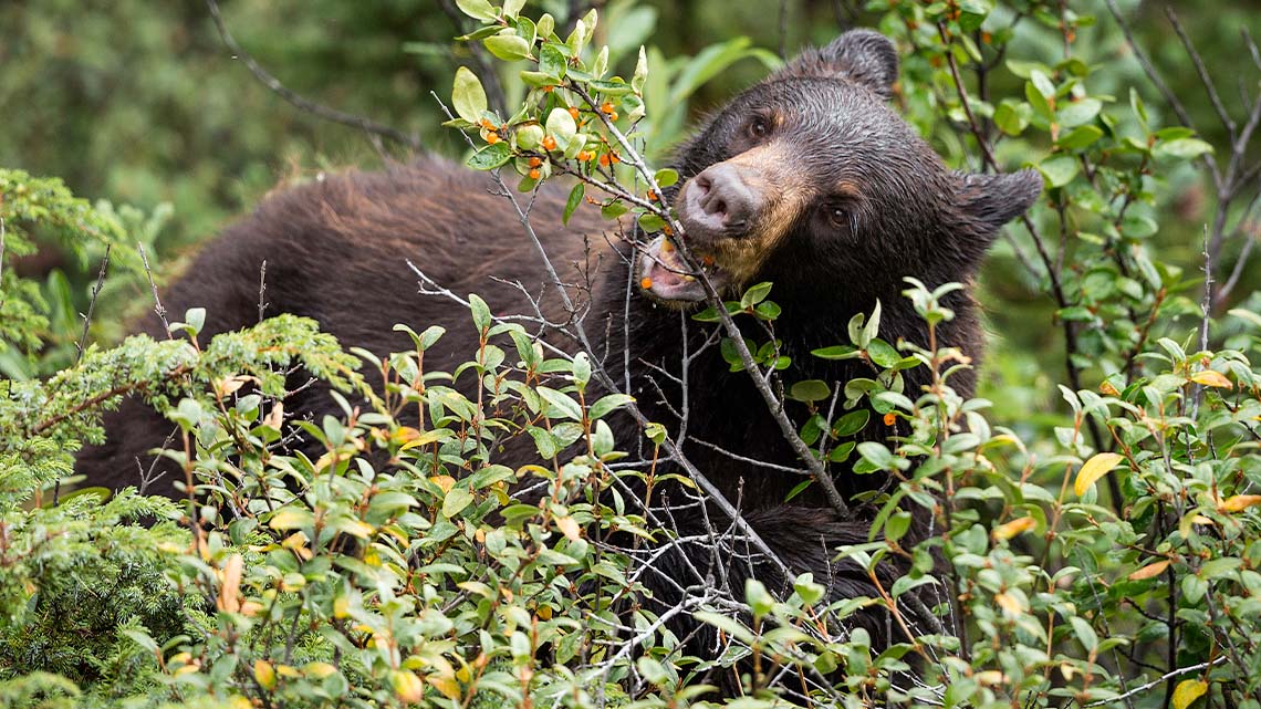 A black bear in a forest eating berries and leaves off a bush.