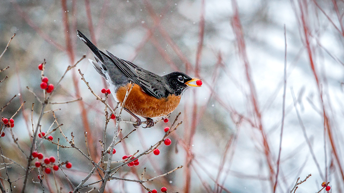 A robin perched on a branch holding a red berry in its beak. 