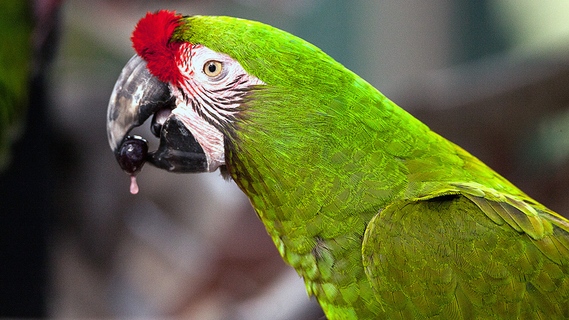 A light green a macaw with a tuft of red feathers above its beak holding a grape in its mouth.