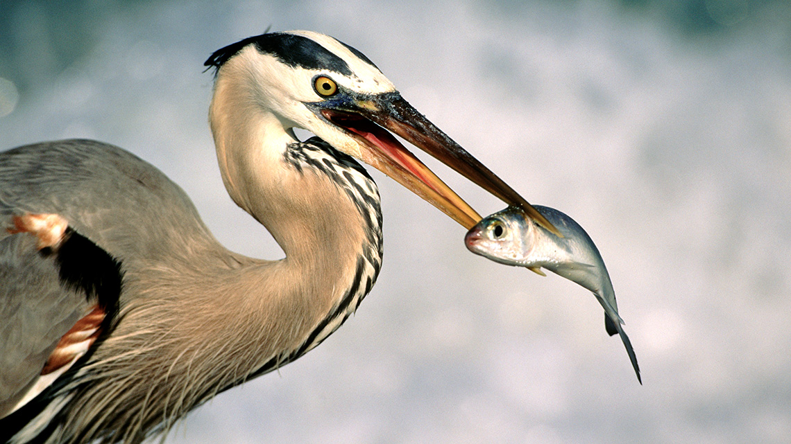 A great blue heron with a small fish in its beak.