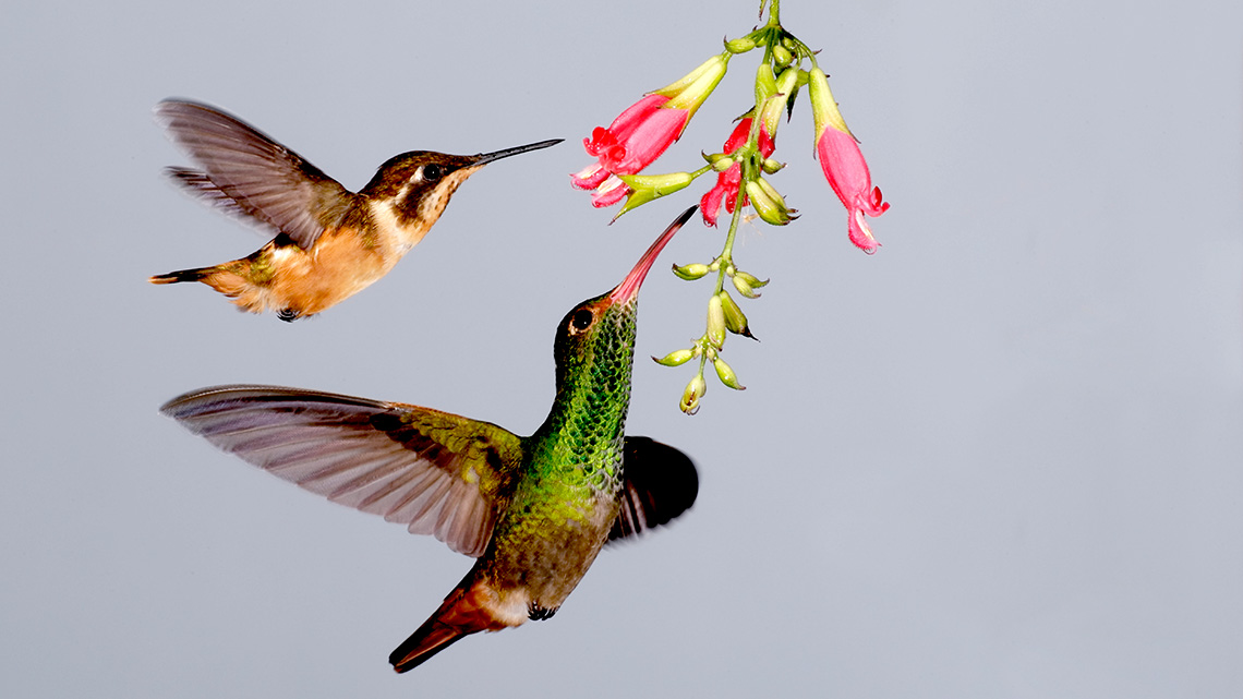A purple throated wood star hummingbird and a rufous tailed hummingbird eating from flowers.