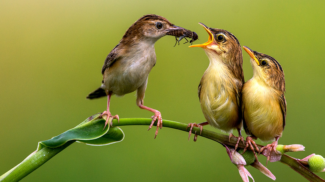 A adult warbler feeding an insect to two baby warblers perched the stem of a plant.