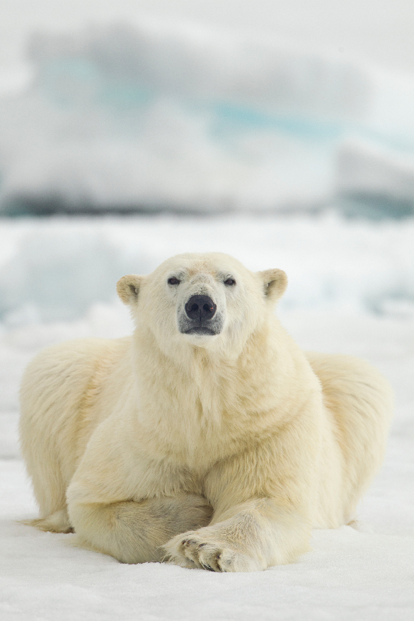 A polar bear.