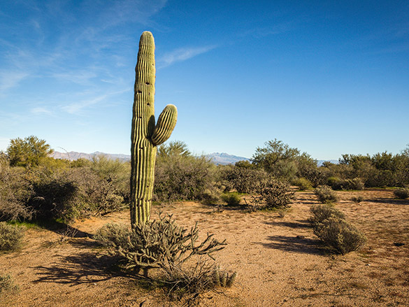 A cactus.