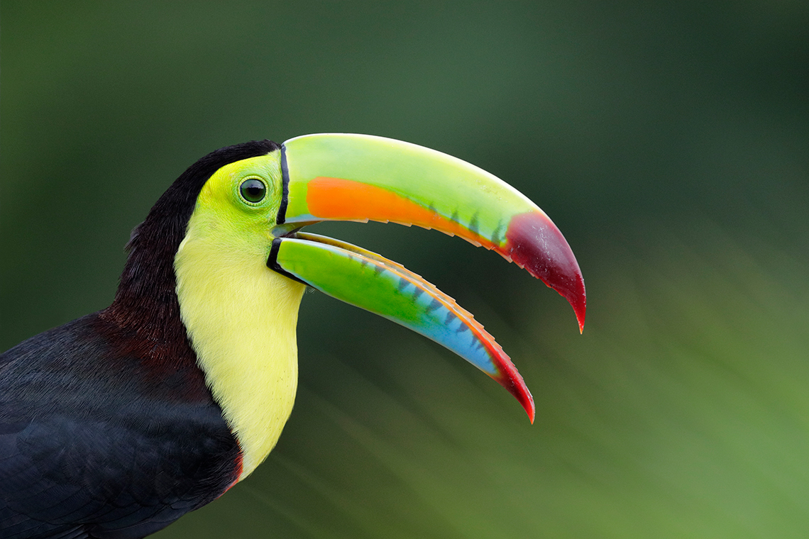 A toucan.