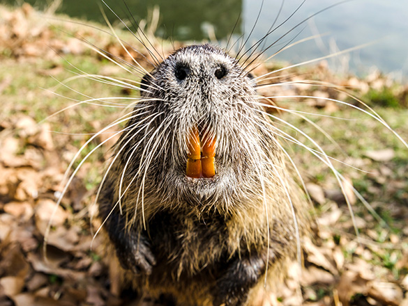 A beaver, with its long orange-coloured teeth, is sitting on its hind legs.