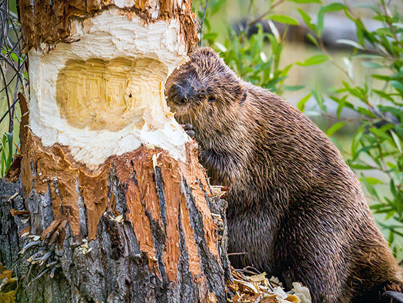 A beaver on its hind legs chewing away the trunk of a tree.
