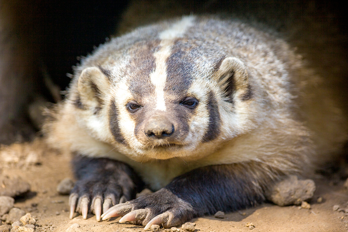 A badger is lying down with its front long wedge-shaped claws.