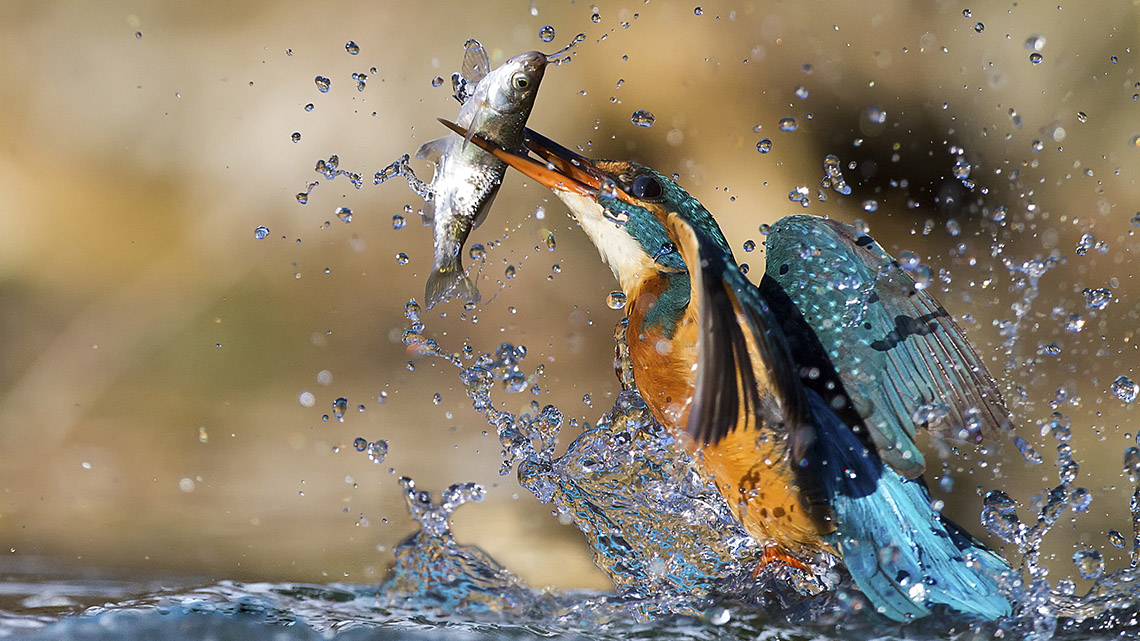 A kingfisher emerging from water with a small fish in its beak
