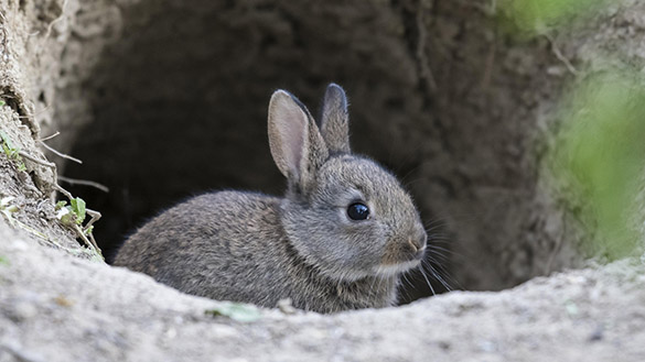A rabbit sitting at the opening of a burrow.
