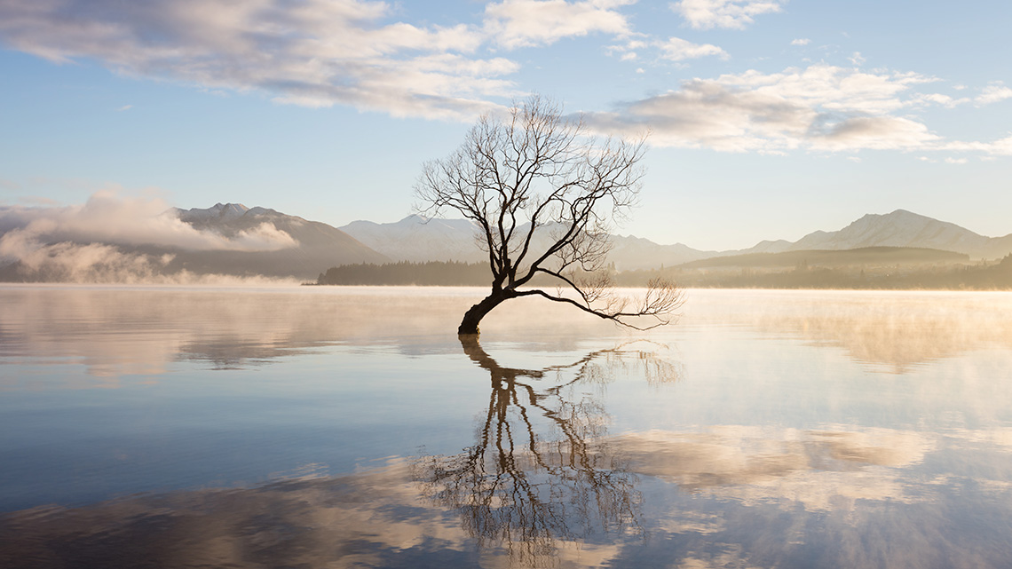 A tree in the middle of a body of water, with the surroundings reflected on the water.