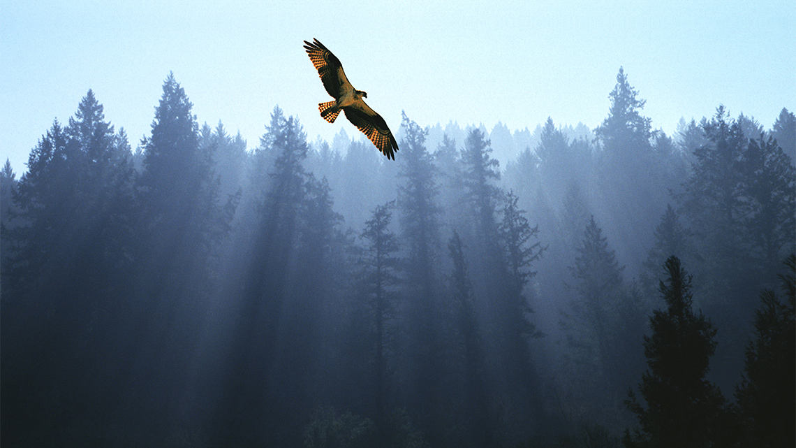 A hawk flying up in the air filled with smog.