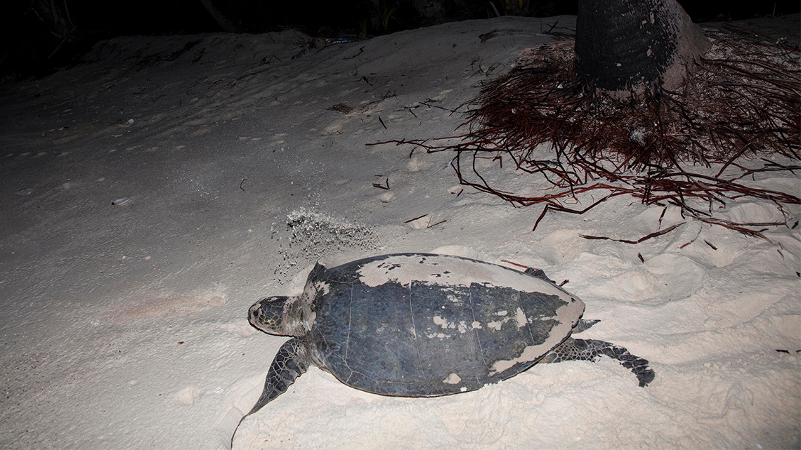 A sea turtle is crossing the sand on a dark beach at night.