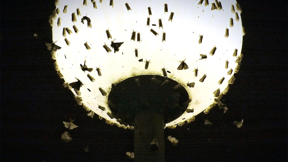 A group of moths swarm around a streetlamp with some already attached to the lightbulb.