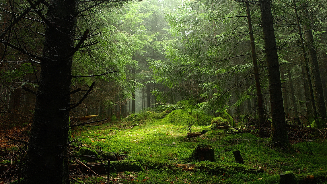 A green forest scene with trees and grass but no visible wildlife.