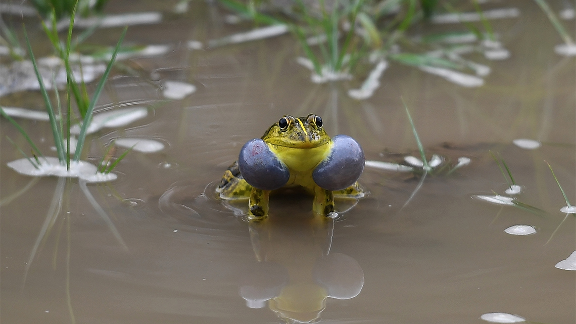 A frog sits in a puddle of muddy water grass mid-call with both cheeks full of air.