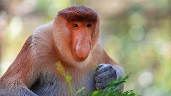 A proboscis monkey eating vegetation in the rainforest.