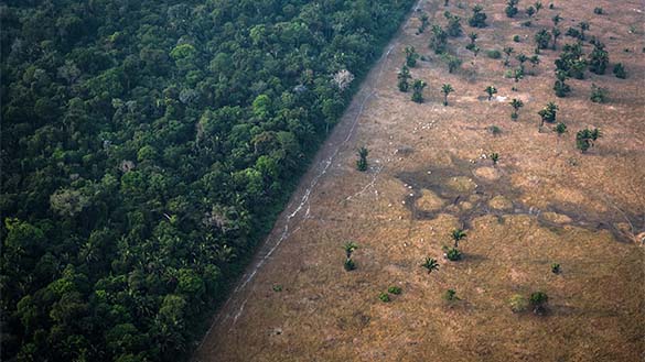 A part of the forest has had half of its trees cut down on one side.