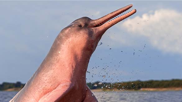 A river dolphin liftin its head out of the water and opening its mouth, which is full of teeth.