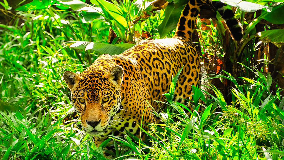 An adult jaguar in the Amazon rainforest.