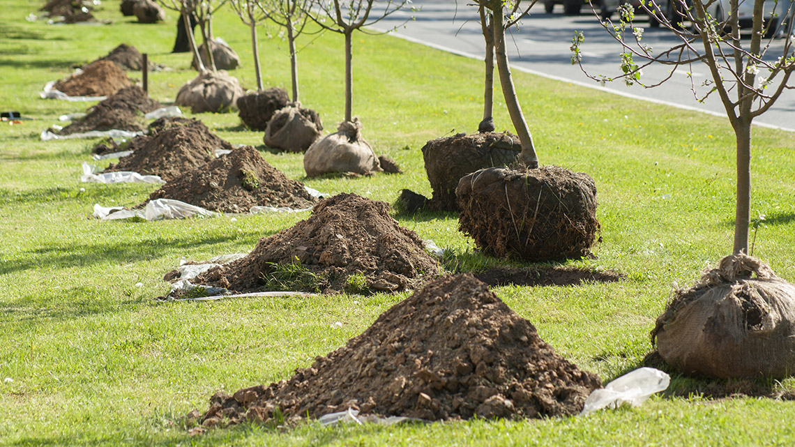 A row of trees beside a row of holes in the ground.