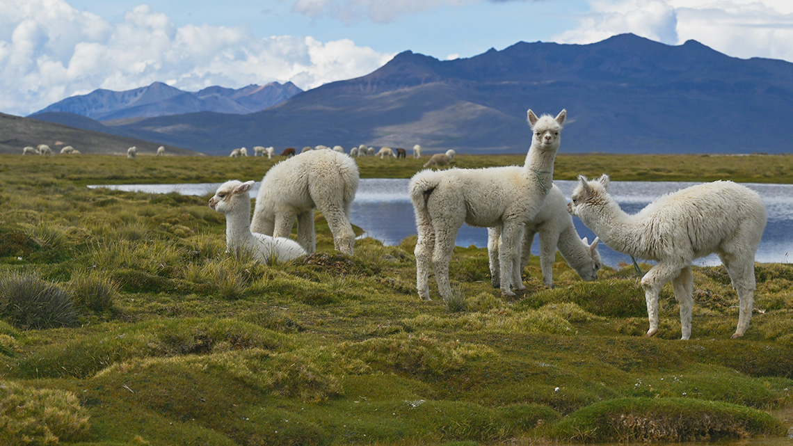 Llamas on a hill with mountains in the background.