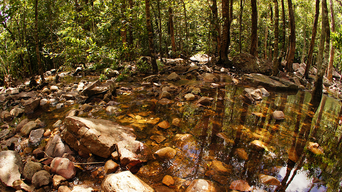 A rocky stream in the middle of a forest.