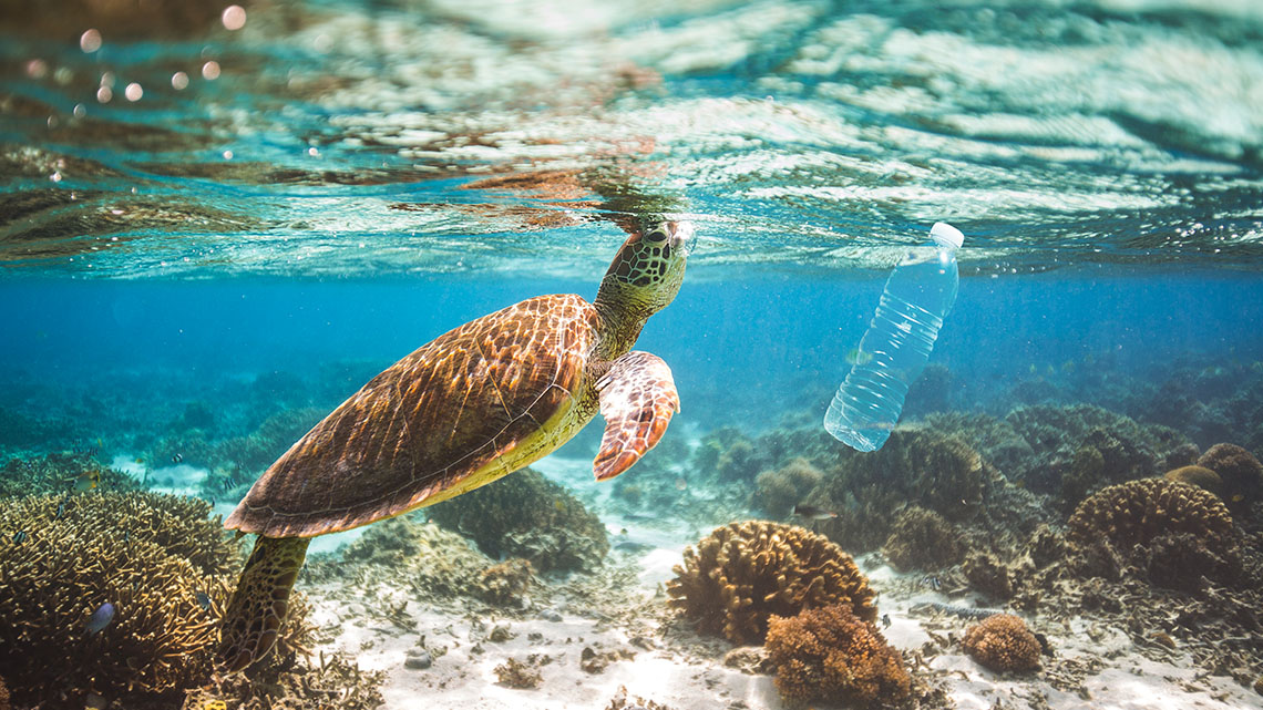 A turtle swimming under water with a plastic water bottle floating beside it.